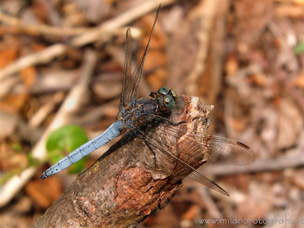 Cadrezzate (Varese, Italy) - Most probably male Orthetrum coerulescens 